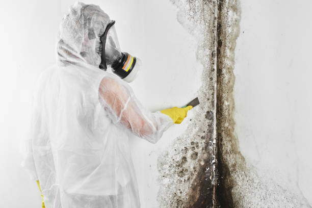 Fairview, NJ Mold Removal Company