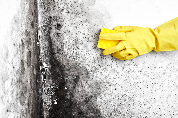Best Residential Mold Removal  in Fairview, NJ