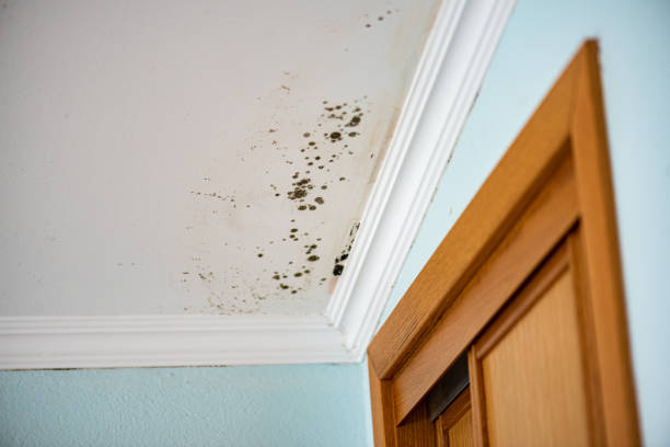 Best Emergency Mold Removal  in Fairview, NJ