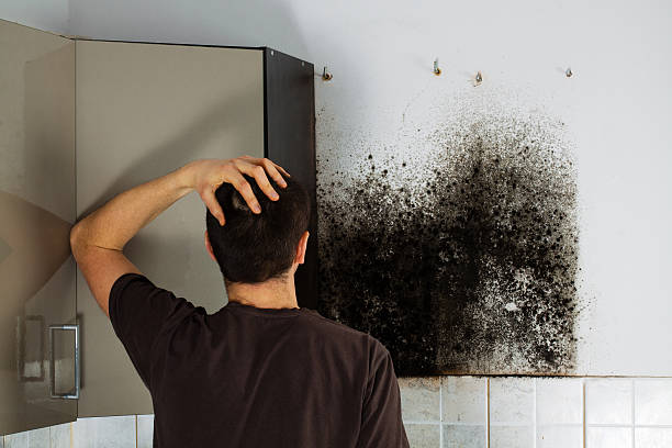 Best Commercial Mold Removal  in Fairview, NJ